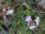 webBulblet Prairie Star, Peg Caliendo