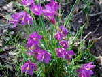 webGrass Widow, Peg Caliendo