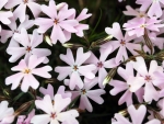 webPhlox, Peg Caliendo