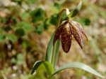 webSpotted Frittalaria, 5-07, Peg Caliendo
