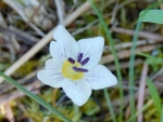 webUnknown wildflower, 5-09, Peg Caliendo
