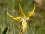 webYellow Faun Lily, 4-2007, Peg Caliendo