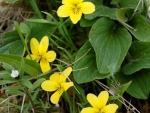 webYellow Violets, Peg Caliendo