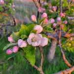 Apple-blossoms-in-evening-light