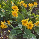 Arrowleaf-Balsamroot