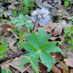 Ballhead-Waterleaf