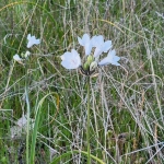 Cluster-Lily