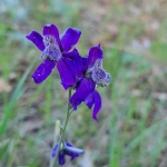 Larkspur-1