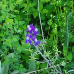 Larkspur-2