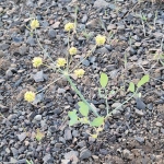 Lomatium-nudicale-or-Barestem-Biscuitroot