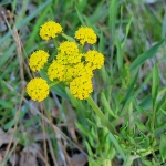 Lomatium-or-Desert-Parsley