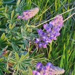Lupine