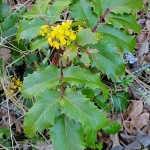 Oregon-Grape