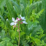 Woodland-Star