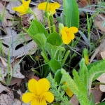 Yellow-Violets