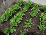 I Beet Seedlings