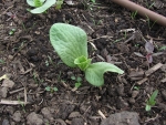 I Cucumber Sprout