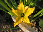 I Squash Blossom