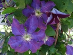 II Clematis Vine in the Garden