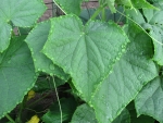 II Early Morning Cucumber Leaves