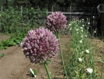 II Garlic Flowers in Row