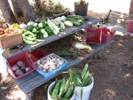 II Harvest