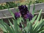 II Iris in the Garden