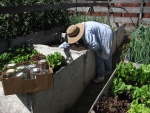 II Planting in the Boxes