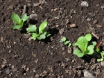 II Radish Sprouts