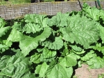 II Rhubarb