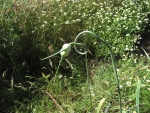 II Romantic Garlic