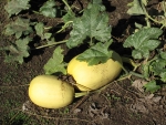 II Spaghetti Squash