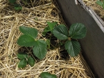 II Strawberry Transplant