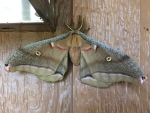 4 Antheraea Polohemous (Silk Moth) - Jocelyn Weeks