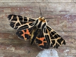 5 Gamma Ornata (Tiger Moth) - Jocelyn Weeks