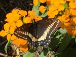 6  Indra Swallowtail - Jocelyn Weeks