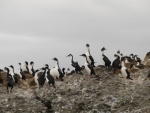 2Nesting King Cormorants at Tucker Islets copy