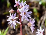 II Bulblet Prairie Star