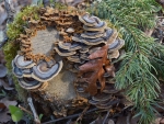 II Cut log with lichen, moss and fungi