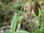 II Fritillary Blossom - Chocolate Lily