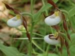 II Lady's Slipper Orchid