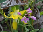 II Yellow glacier lily & oaks toothwort
