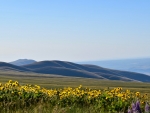 III Balsam Root and hills on top of Stacker Butte