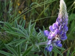 III Lupine with light shining through