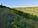 III Wildflowers along trail
