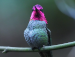 Annas-Hummingbird-male