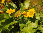 Balsamroot