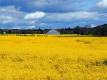 Canola-field-off-Hartland-Road