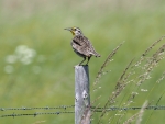 Western-Meadowlark