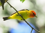 Western-Tanager